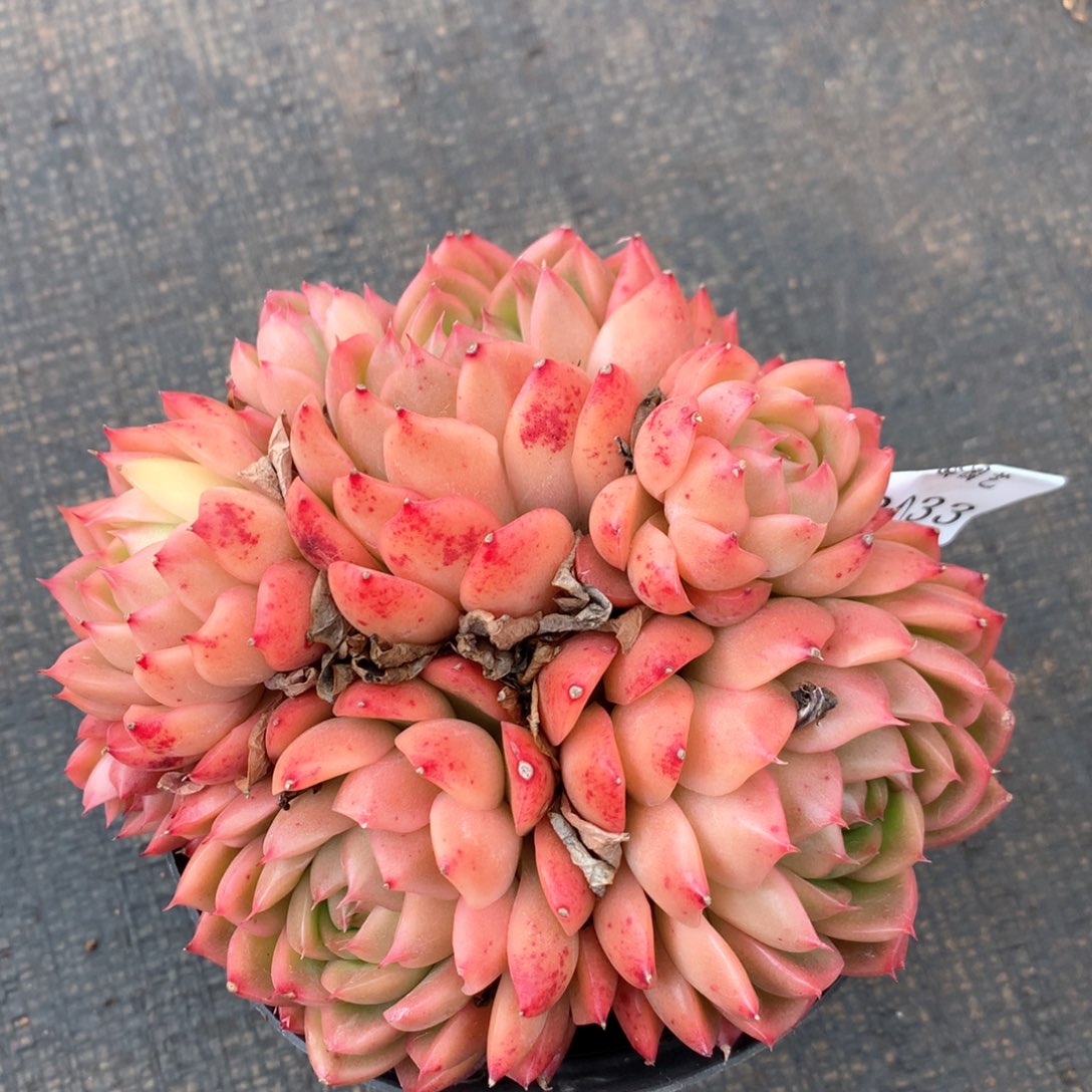 2033杂交多肉植物基地