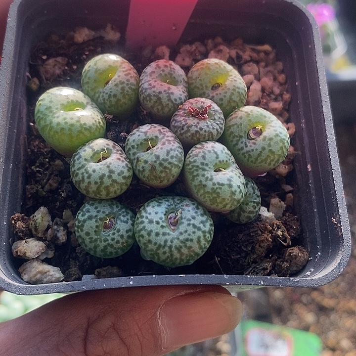 今天下午就回来的时候就4029
