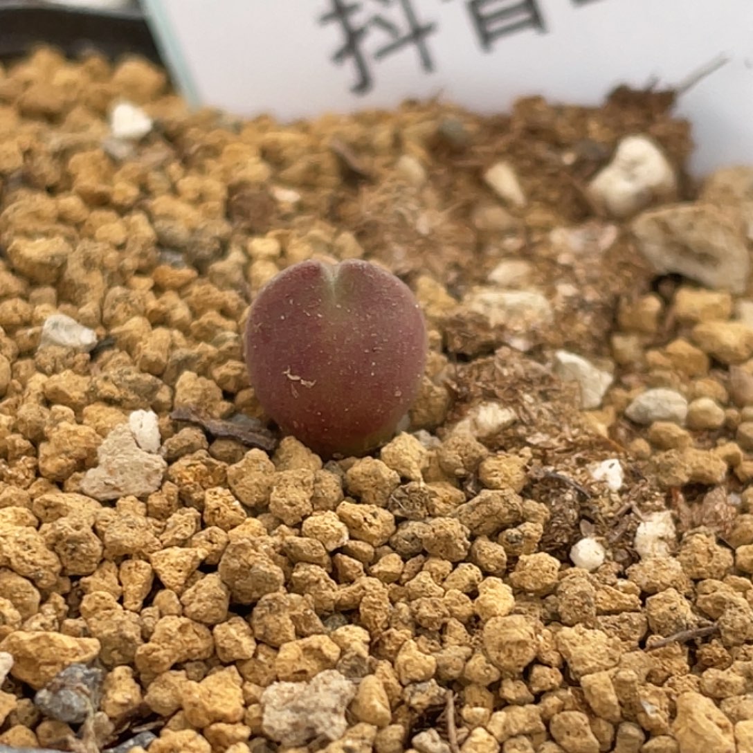 2-96空蝉多肉植物