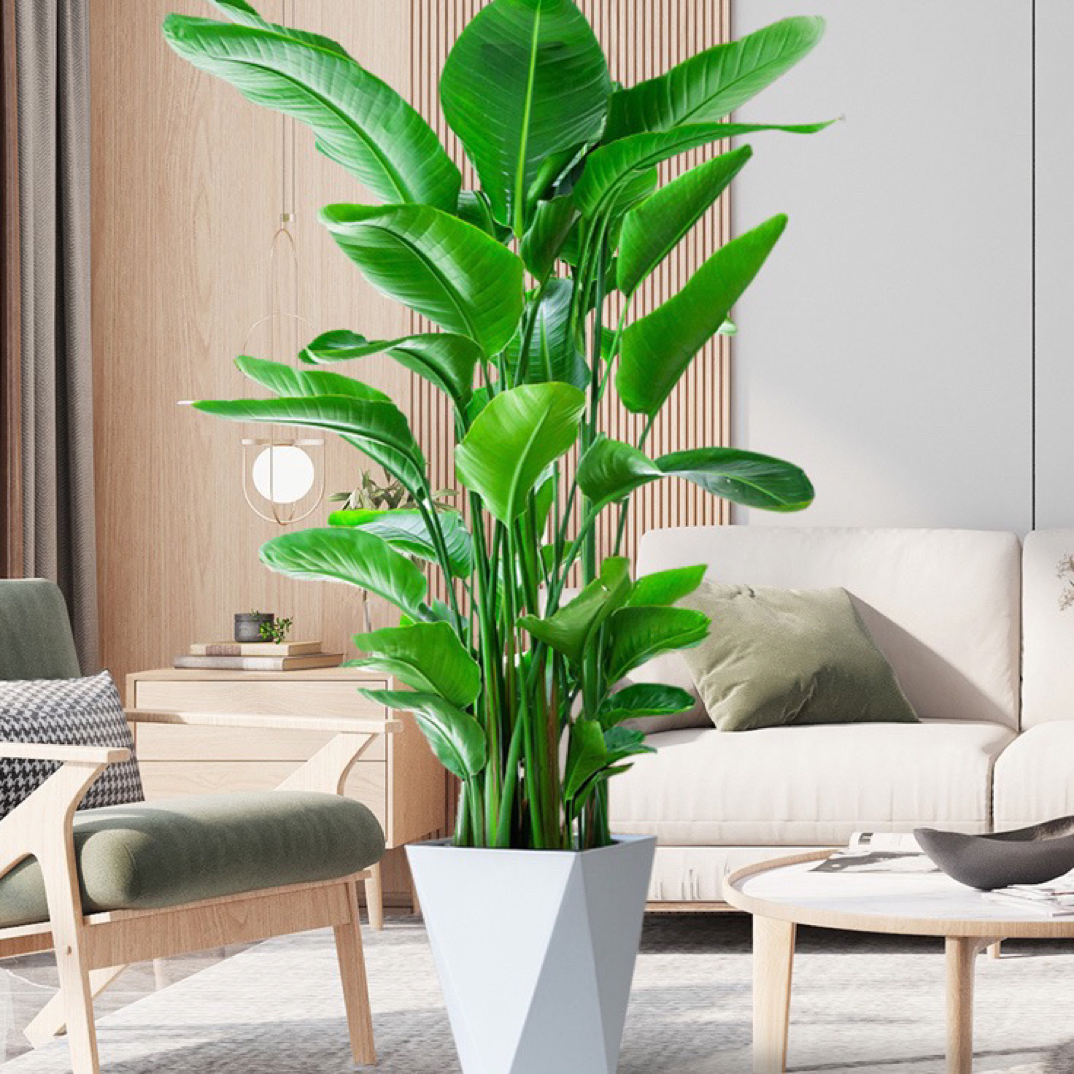 （一盆5颗苗）大型天堂鸟绿植盆栽北欧风净化空气室内办公客厅绿植