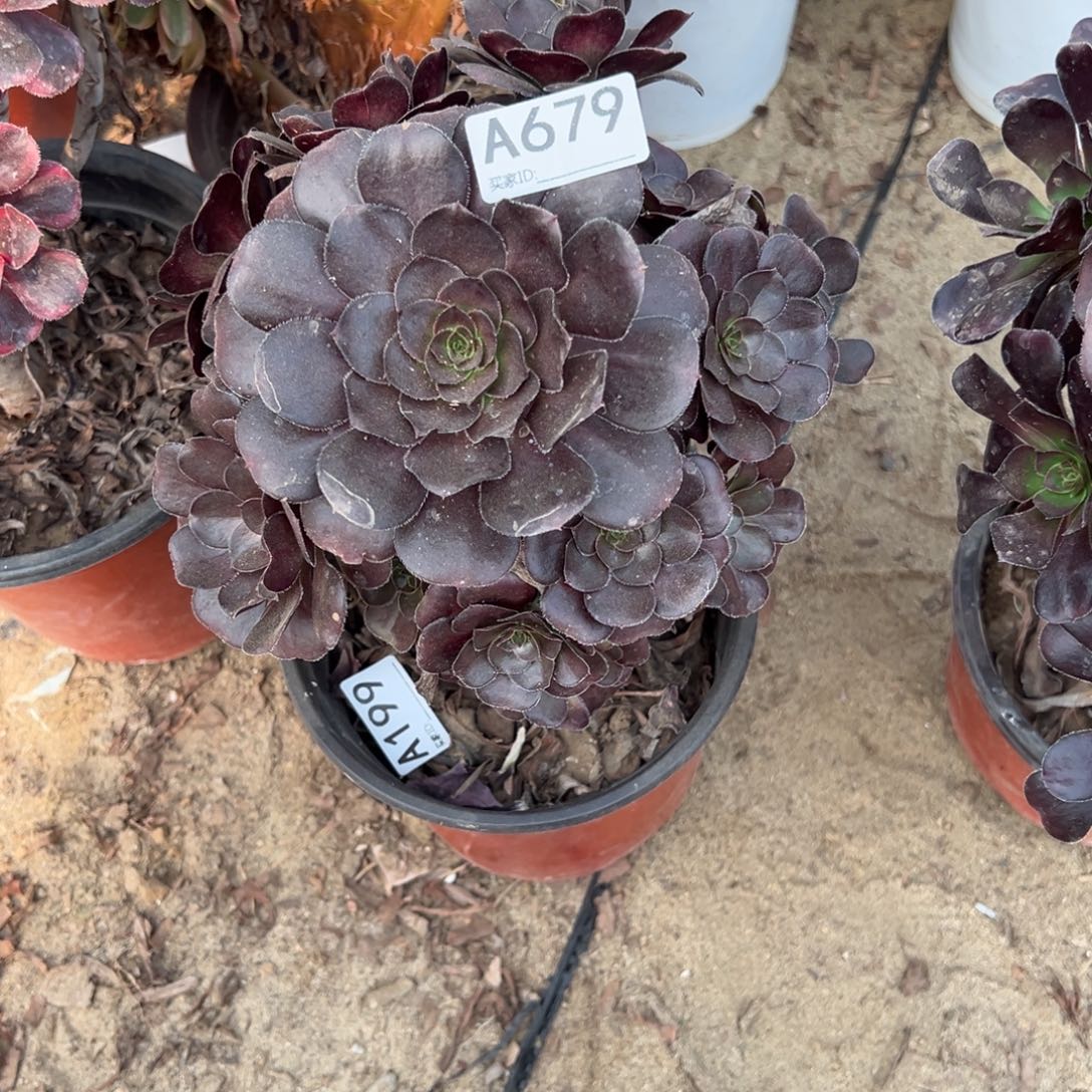 679黑玫瑰多肉植物法师