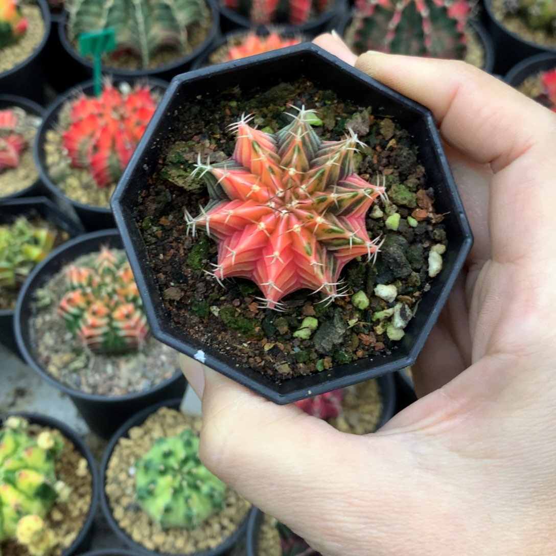 仙人球米哈牡丹锦