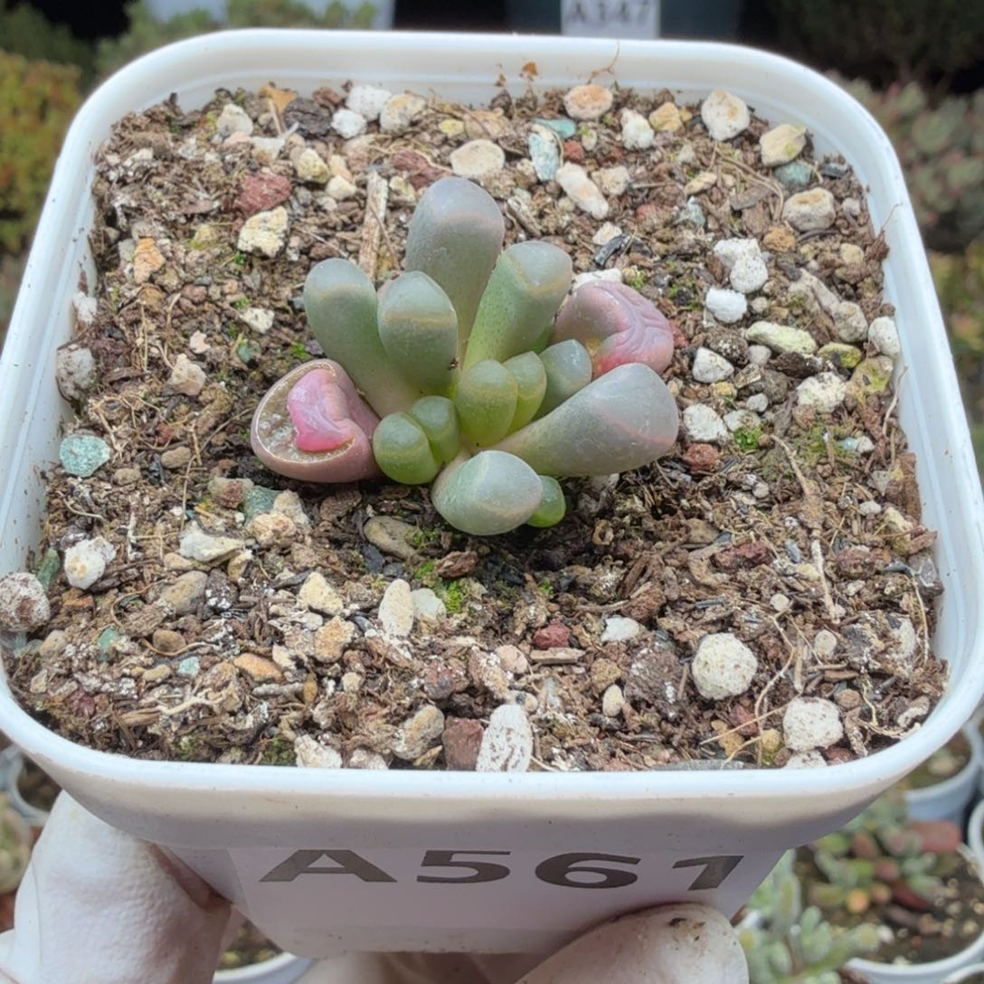 A561五十玲玉锦一物一拍