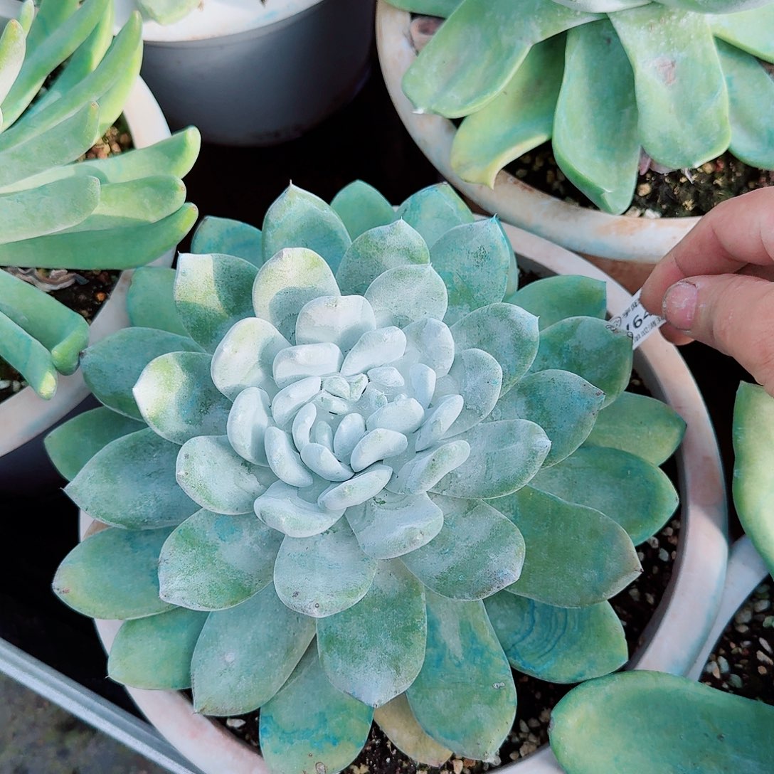 派****6422六号棚牡丹寄养多肉