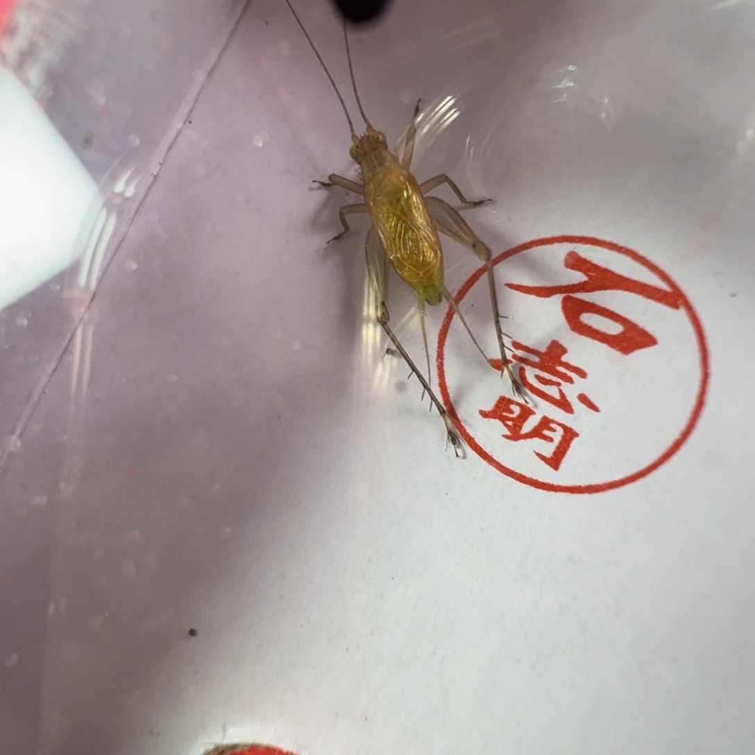 蟋蟀漂亮大个一只大黄蛉