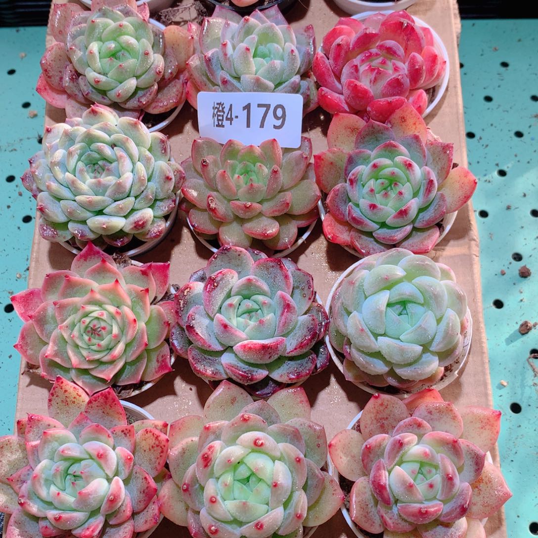 4-179一物一拍多肉带盆18颗
