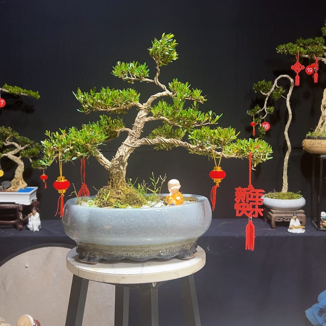 绿植广东皱皮黄杨木