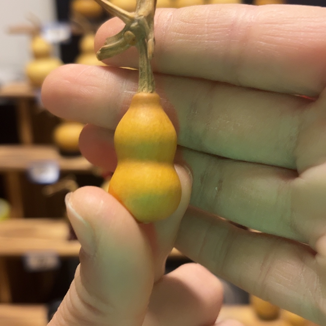 南***山精品草里金葫芦小尺寸