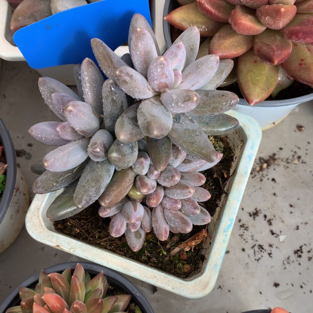 郭***°乌拉奶5262662622662¥2