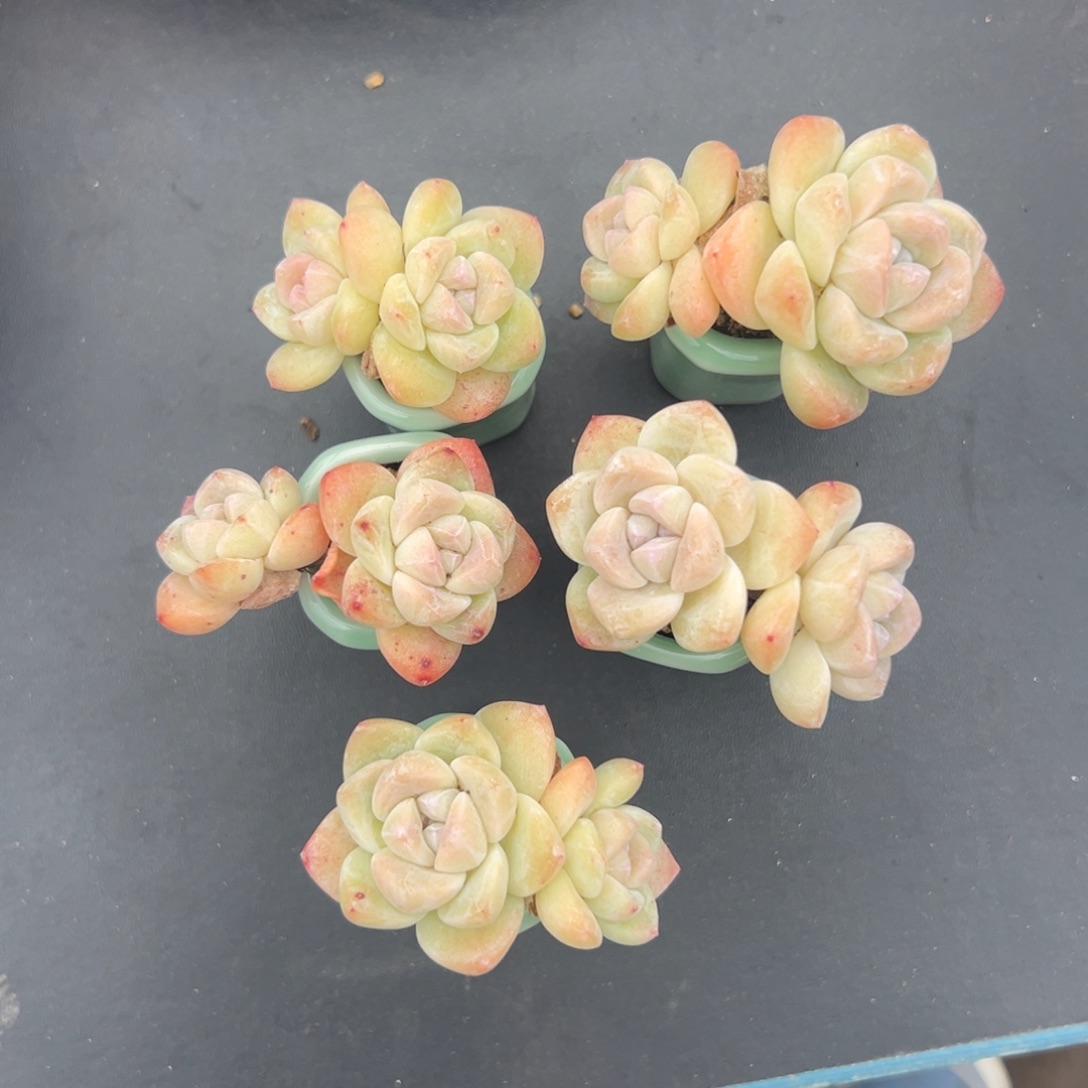 五个双头冰玉带盆000000