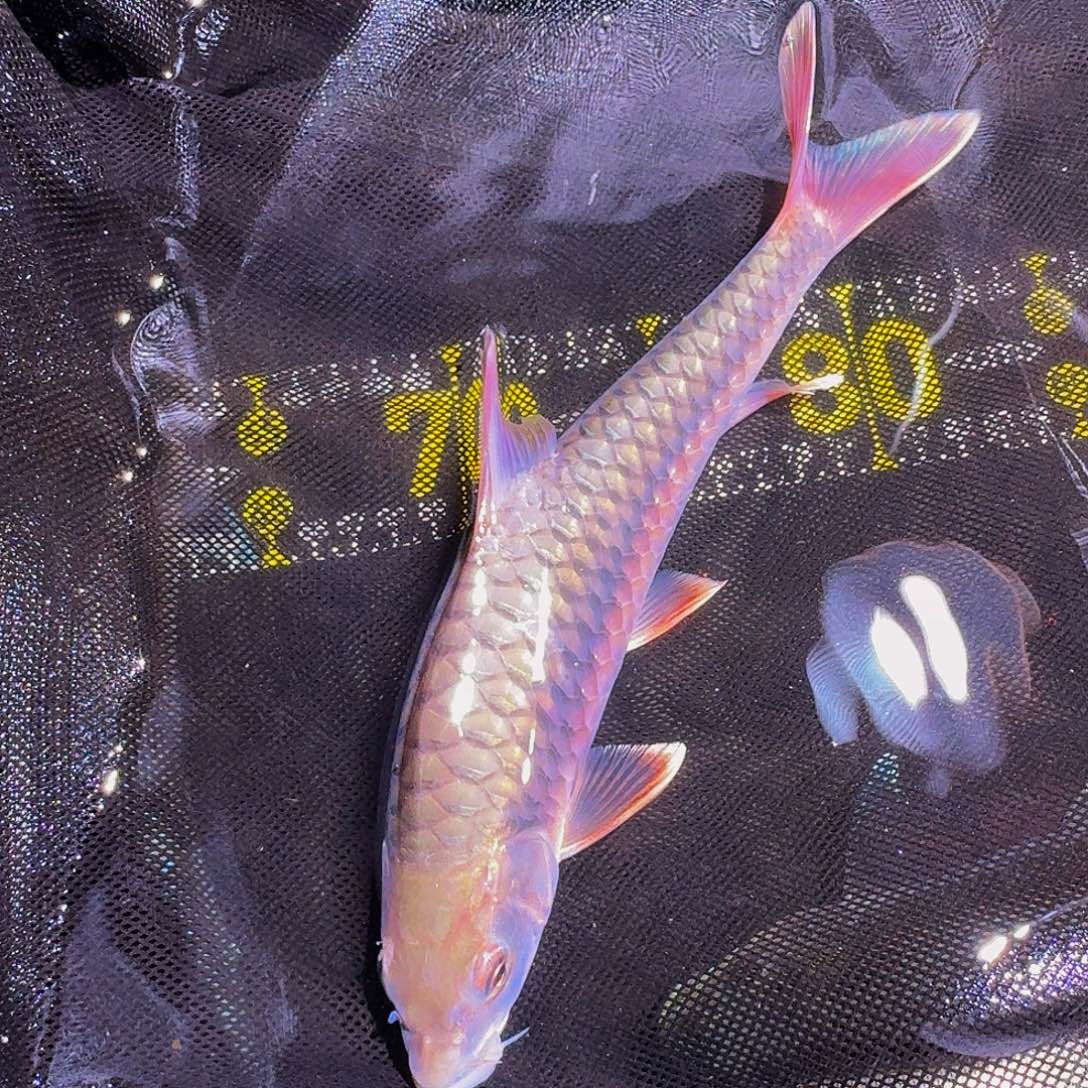 吉罗鱼国吉红色系