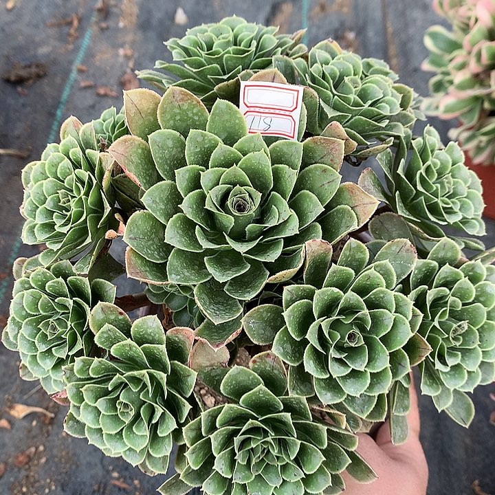 118翡翠玫瑰多肉植物