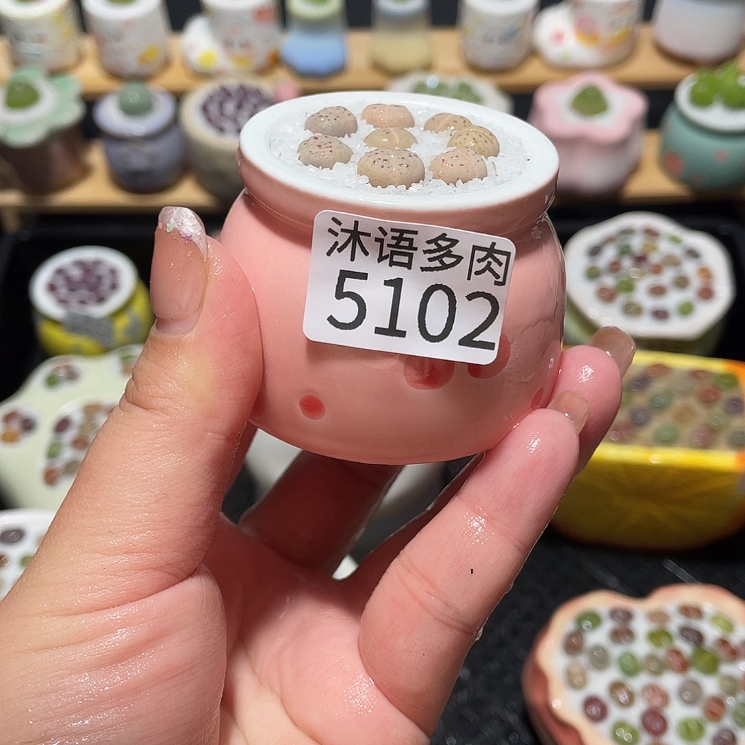 ****n带盆土植物 一物一拍5102