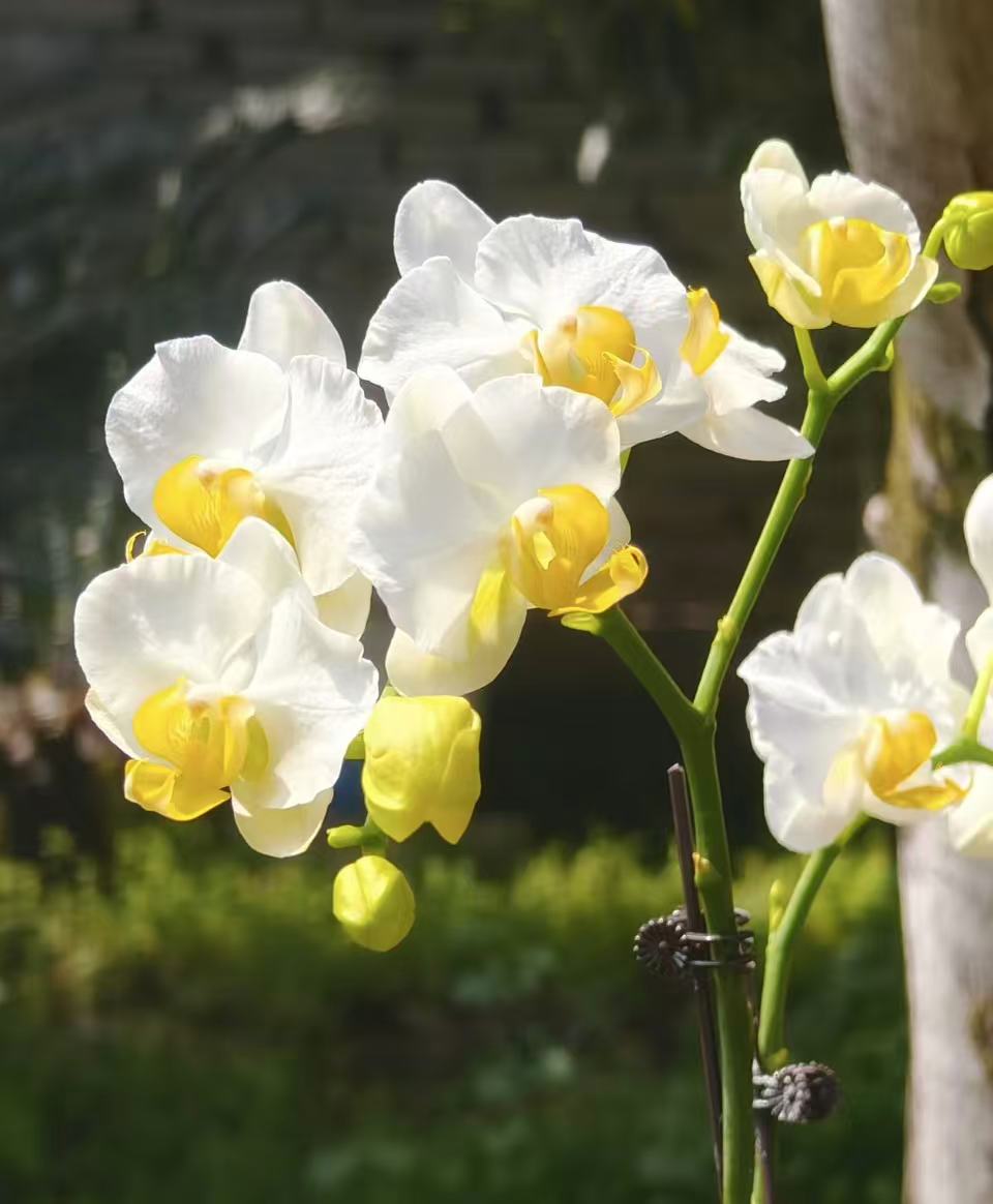 蝴蝶兰——水仙(任意两颗包邮只拍一颗发苗)