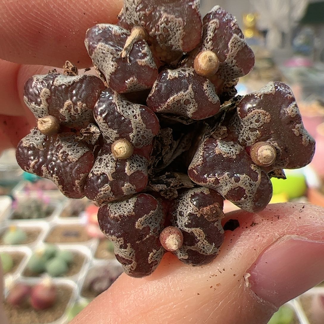 【闪购商品】308 蝴蝶