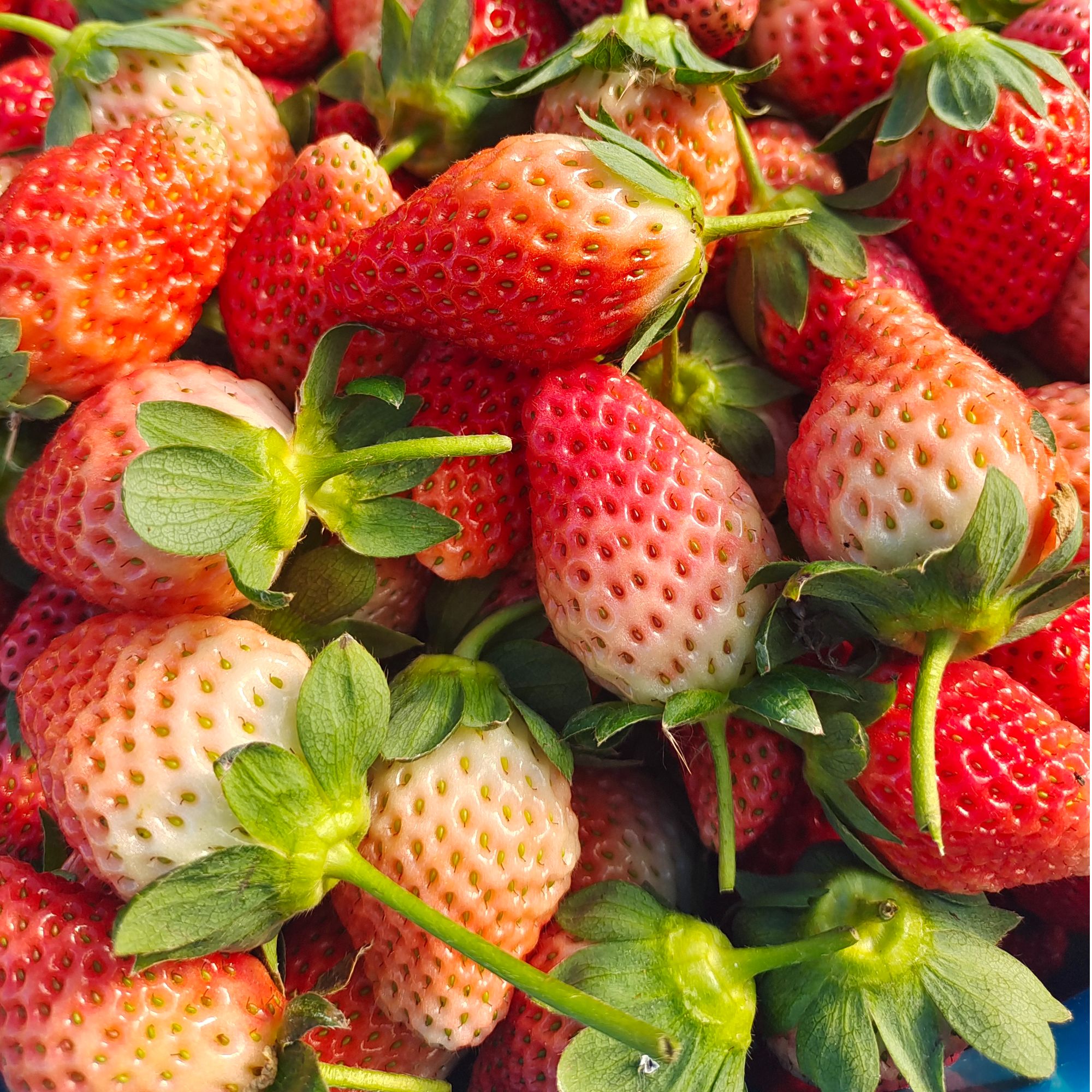 【顺丰冷链发货】草莓商用小果 (果酱蛋糕糖葫芦专用很小介意勿拍)