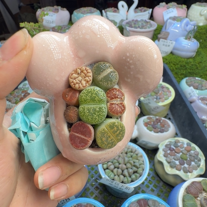 多肉植物的生长发育1286