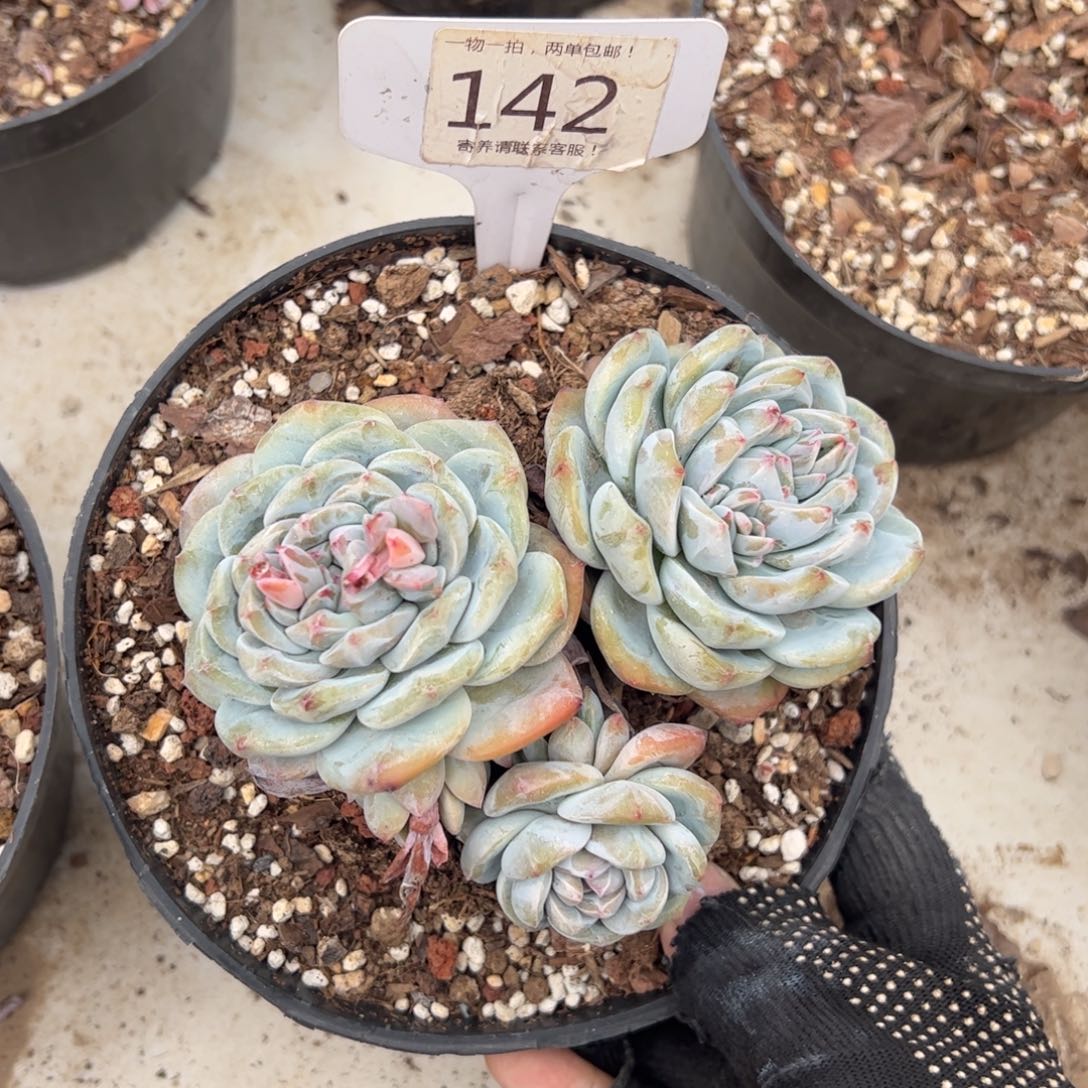 E**r142号多肉植物