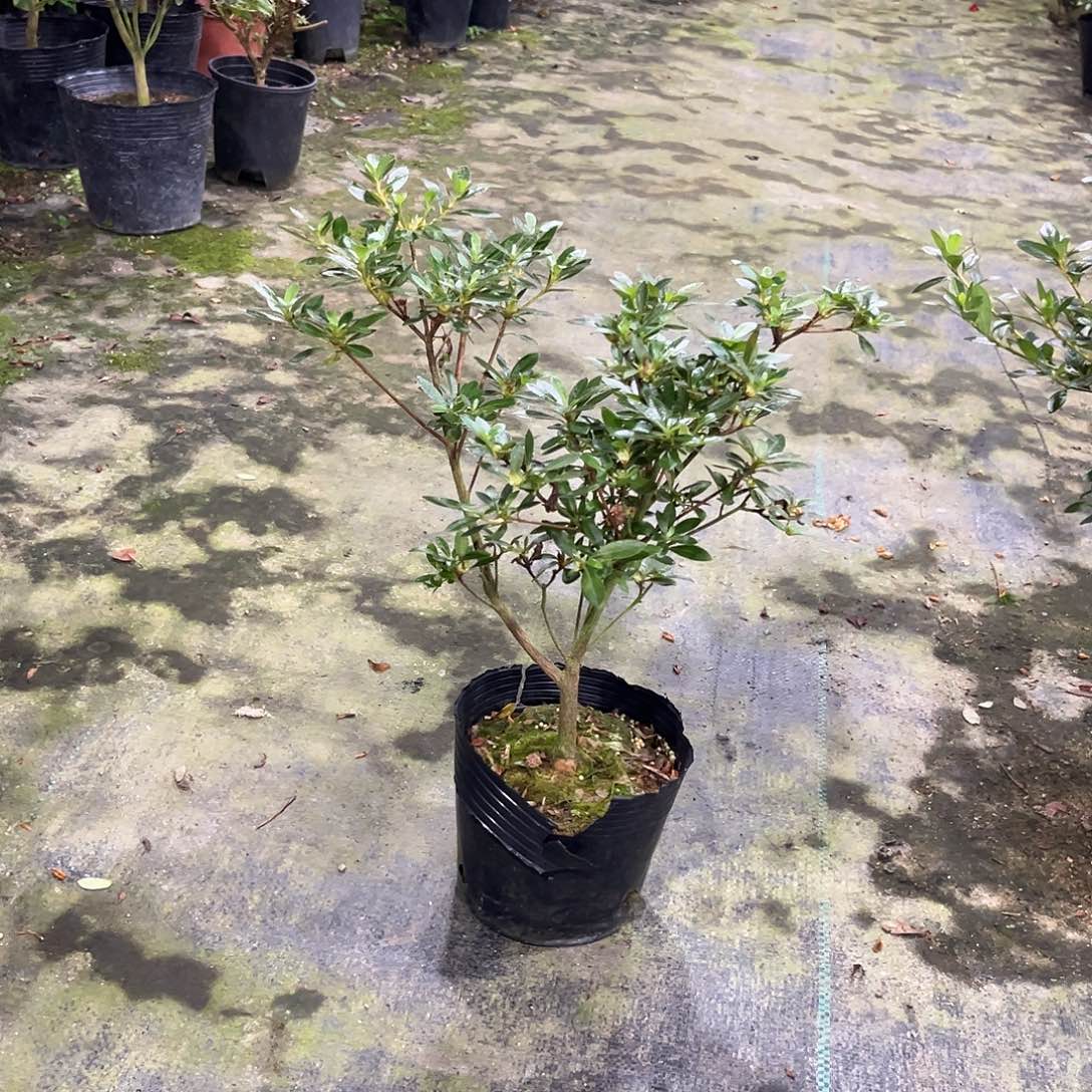 皋月杜鹃花舞鼓杜鹃