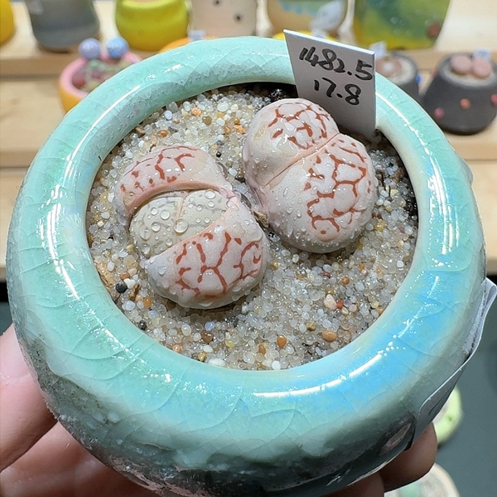 红陶蘑菇814红纹大白