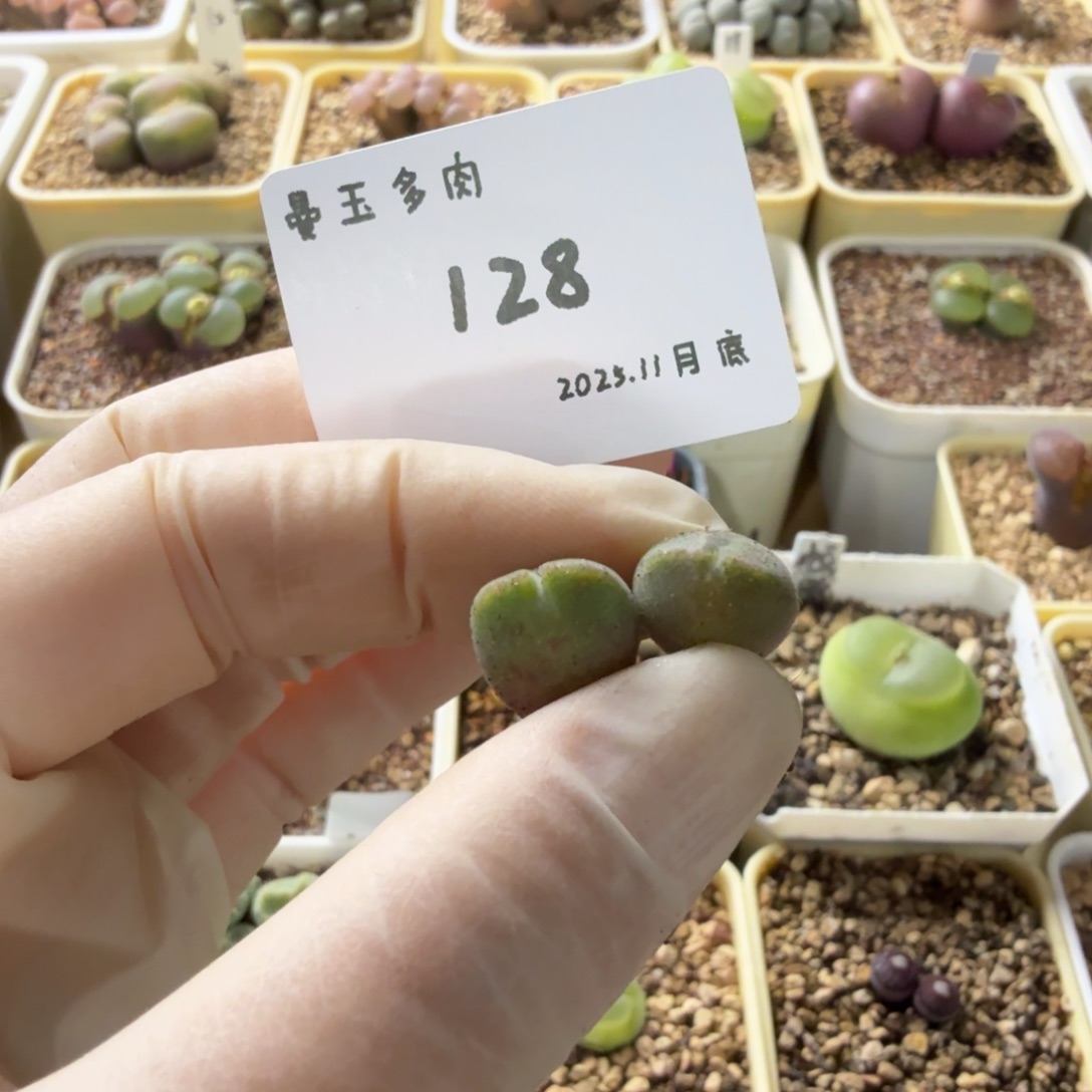 Q***1多肉多肉多肉11-128