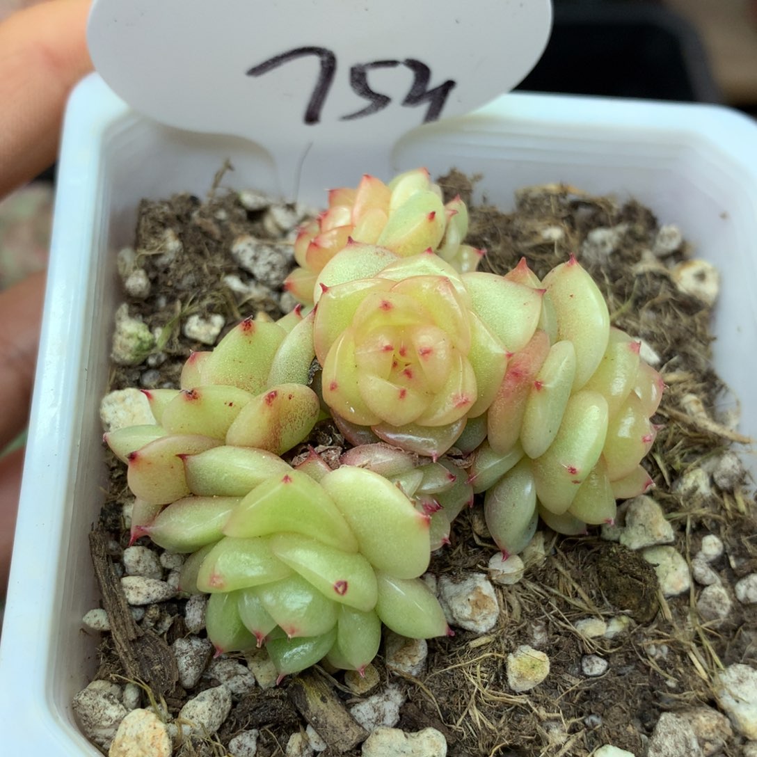 7头玉芷珍妮群753