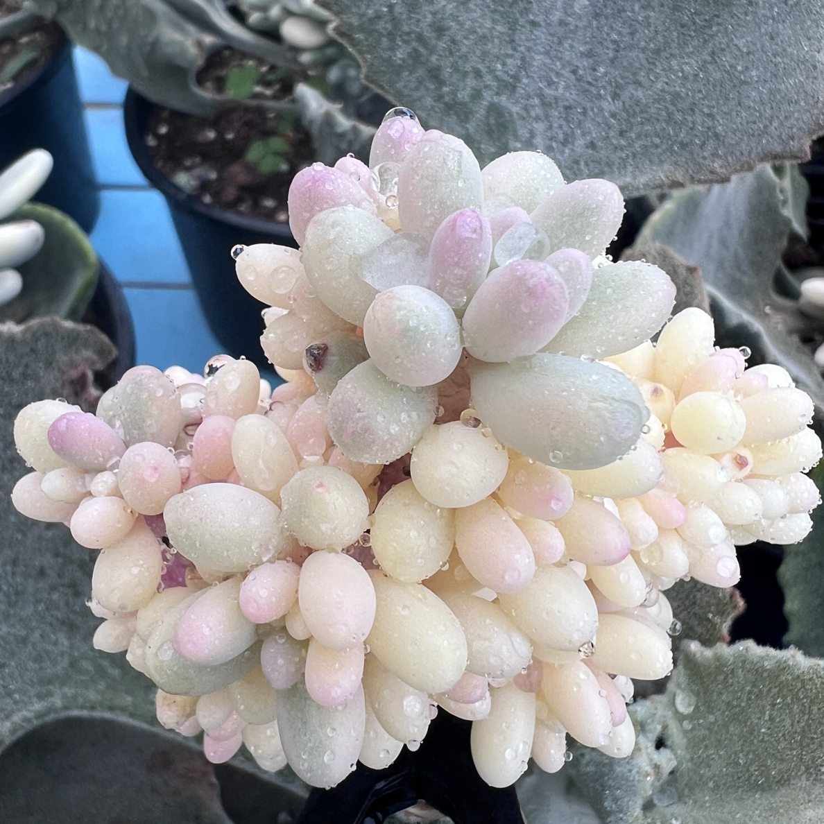 婴儿手指锦，不石化白锦无砍群生