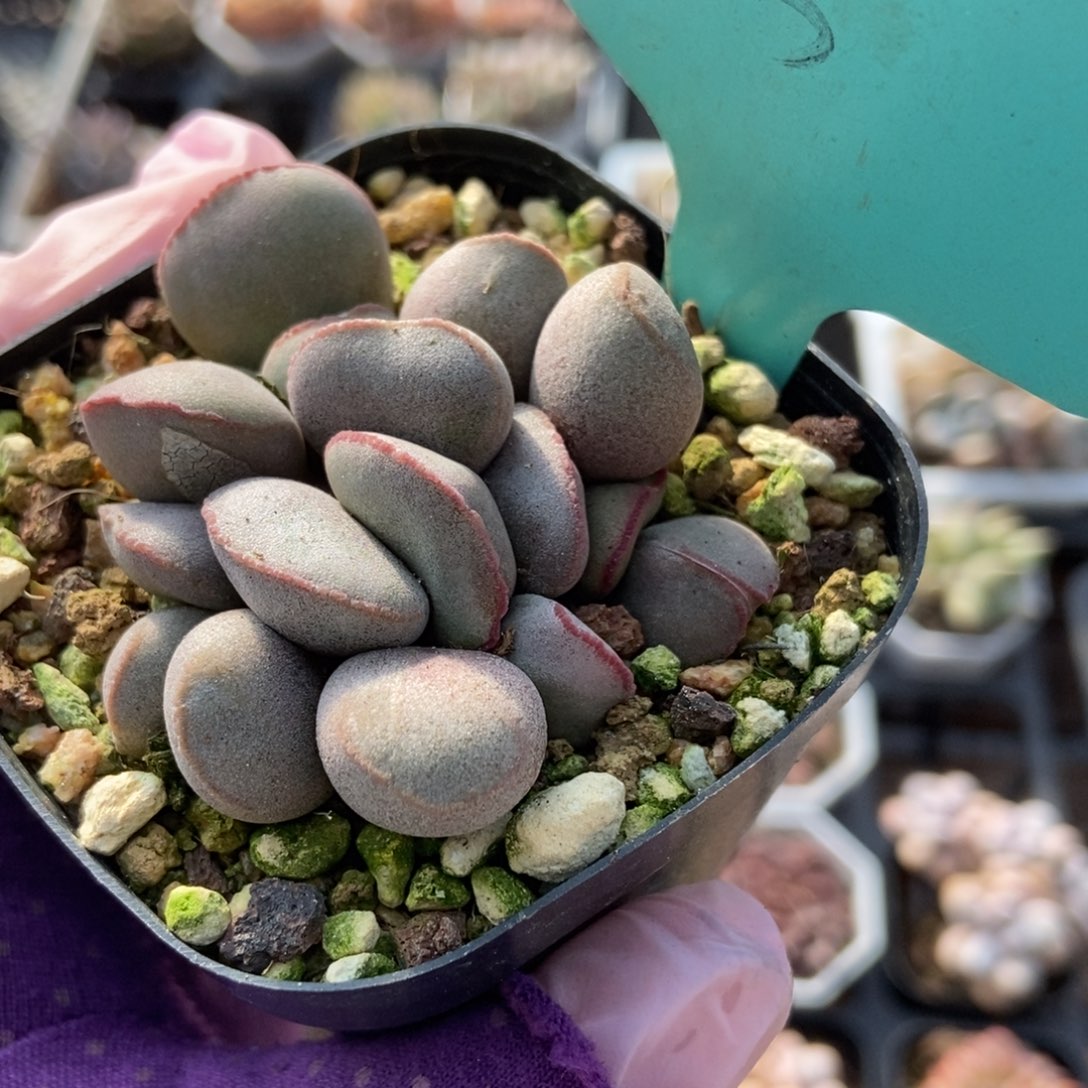 13红蛋多肉植物保护