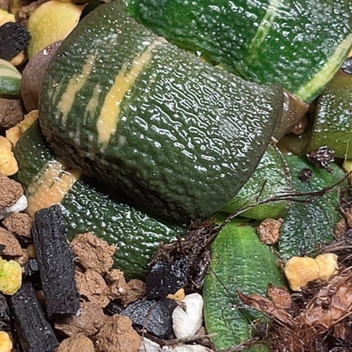 贝***塔一物一拍客户专拍