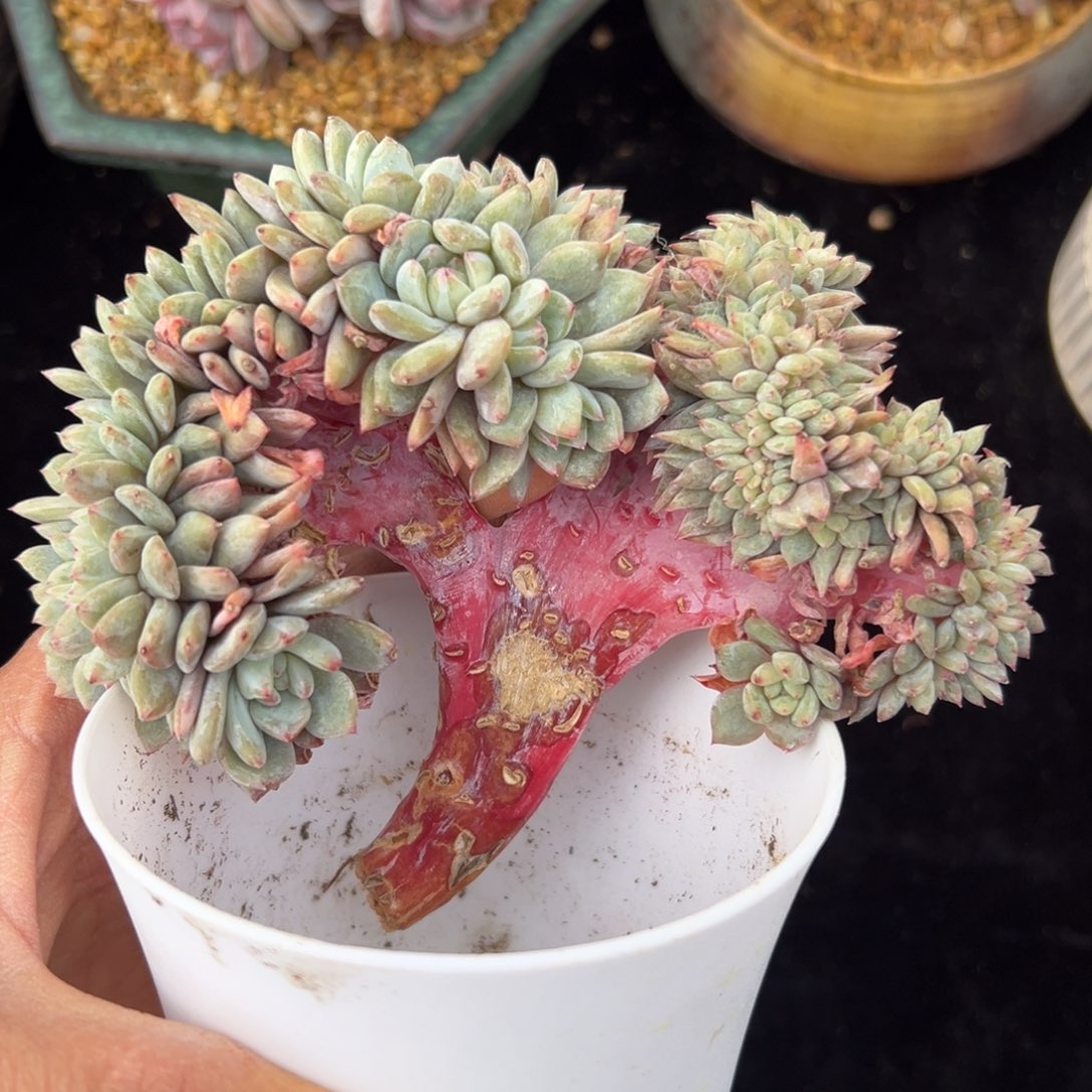 新年快乐 新年快乐