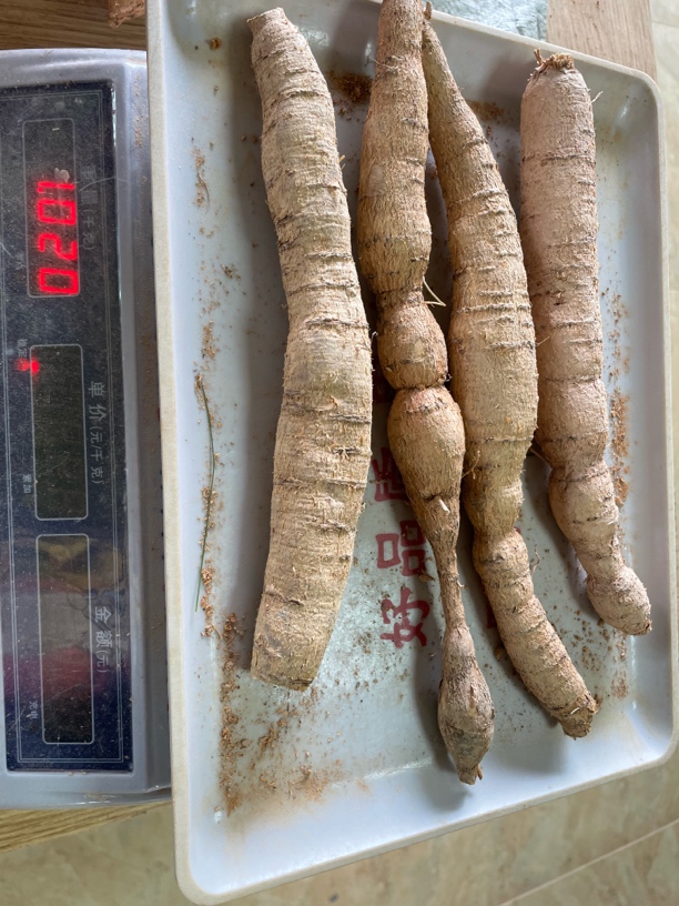 新鲜牛大力小牛滋补佳选、自然生长 煲汤泡酒