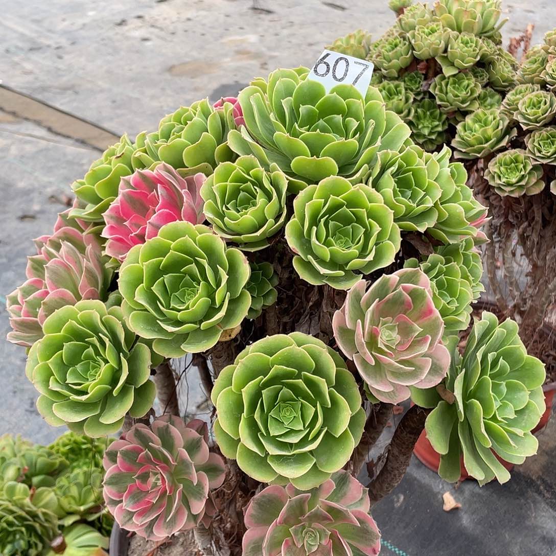 春***姐607.粉女巫嫁接多肉植物