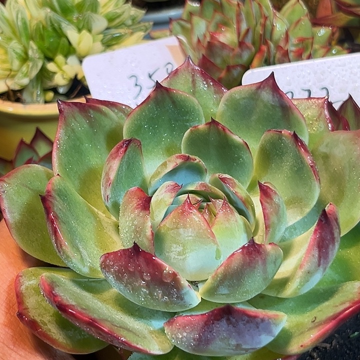 惊鸿一物一拍包装收缩花旱