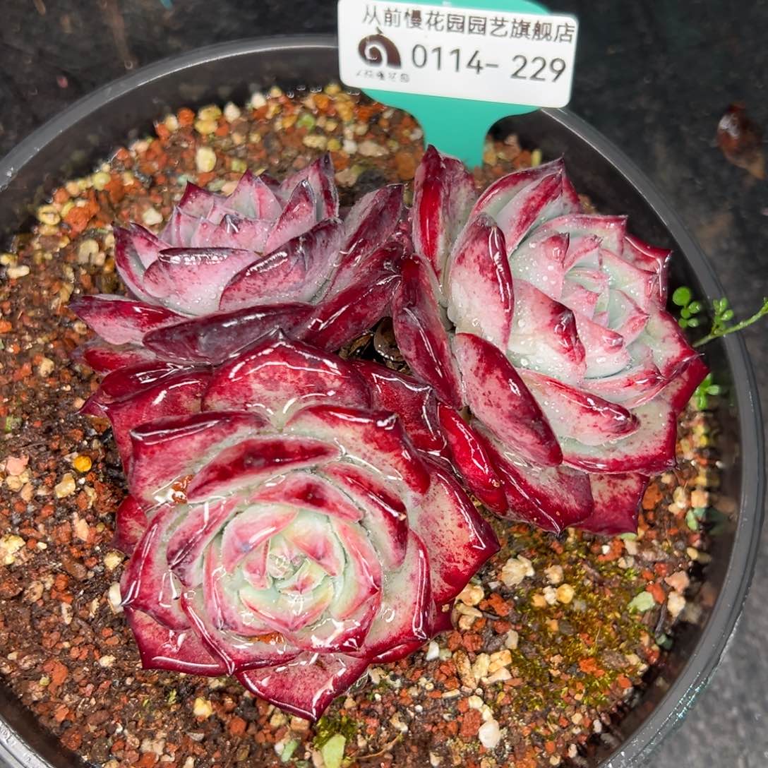 从前慢多肉精选编号0114.229