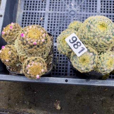 981明星丸一物一图如图