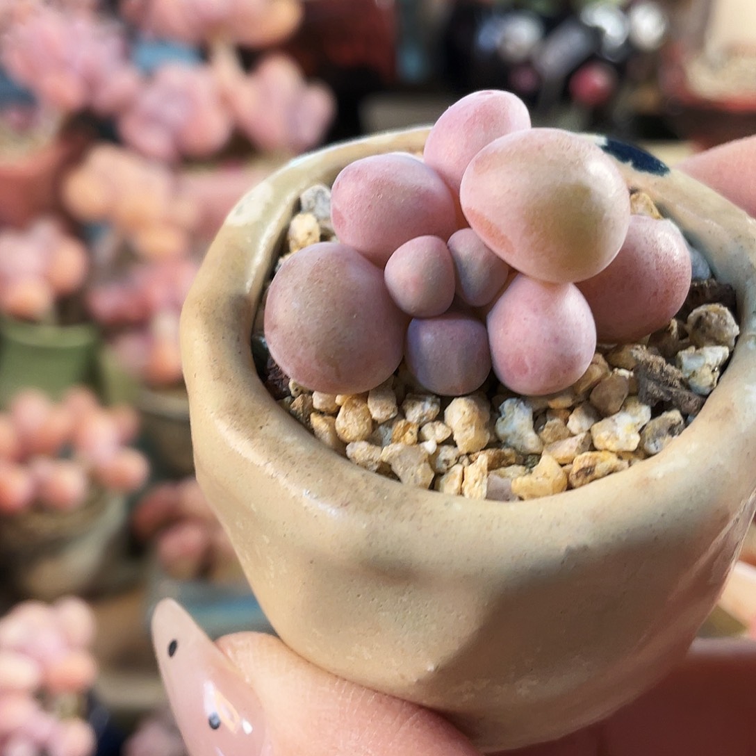 酒***子多肉植物的生长发育和生长发育等方面的