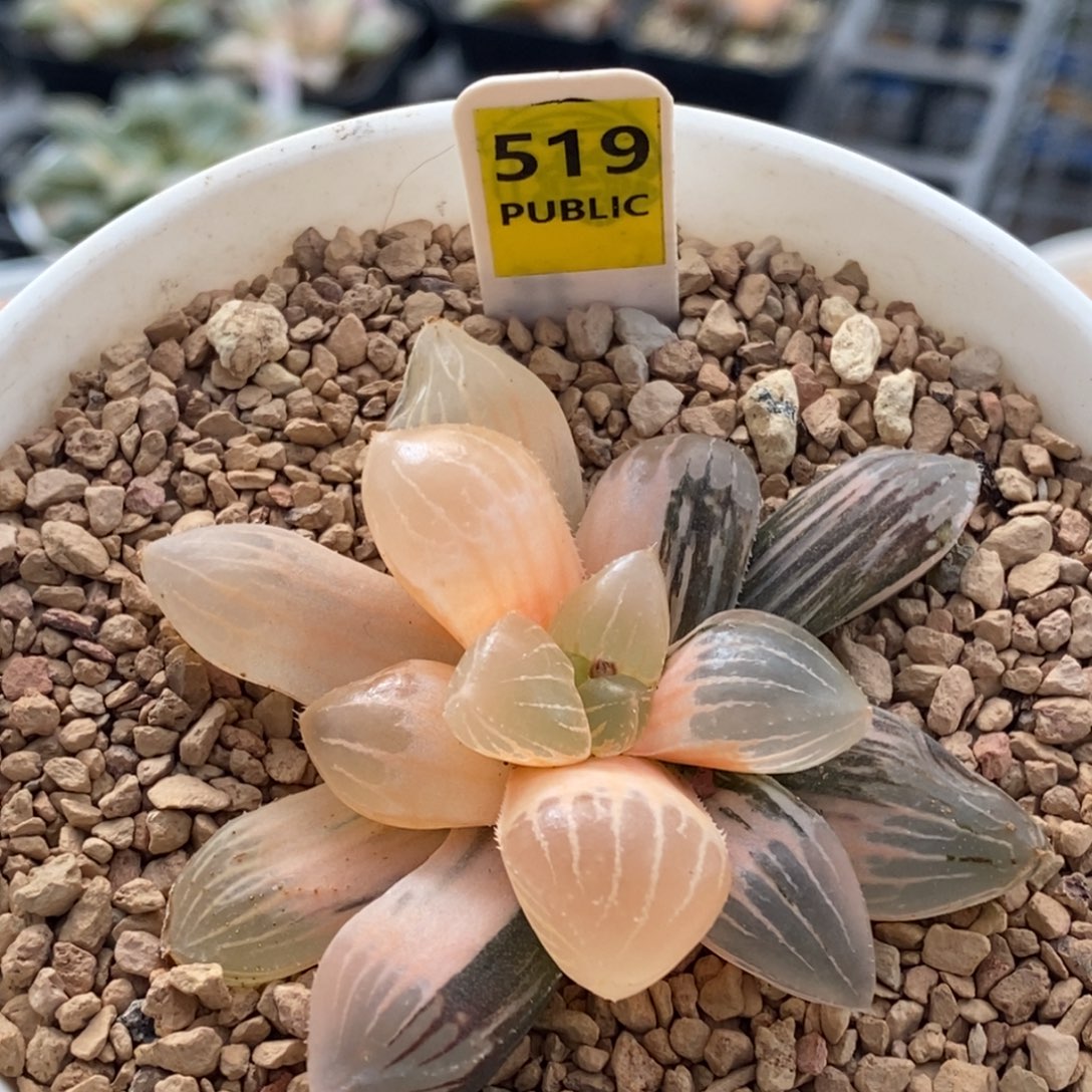 519号糯玉露锦多肉