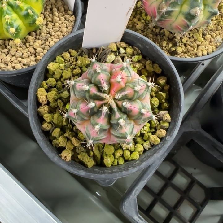 56/0209sb脱土发多肉