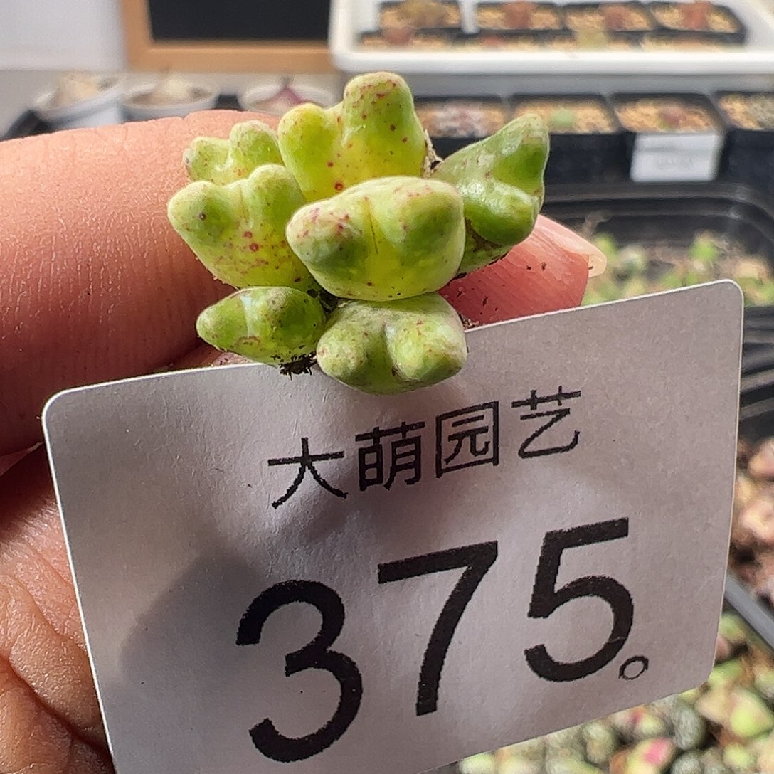 一物一拍园艺定向ARM714B鹿角斑马375