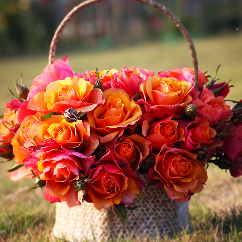 艾帕索   四季灌木月季