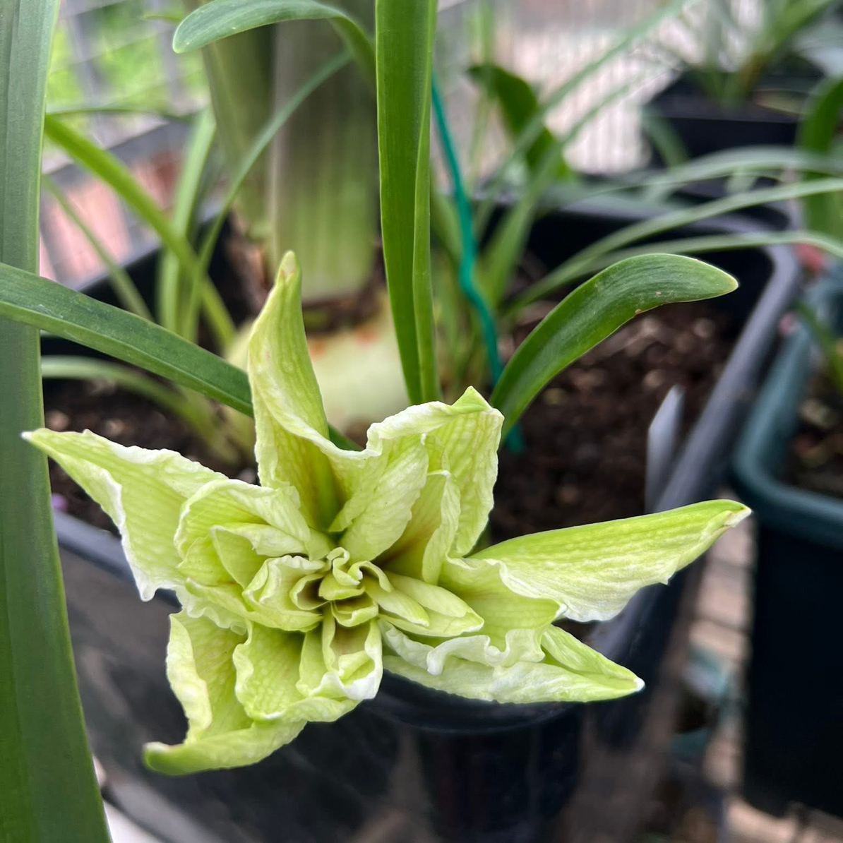 S孤挺花园 King Athur x Double Chokchai（8）大概40个花瓣 裸球