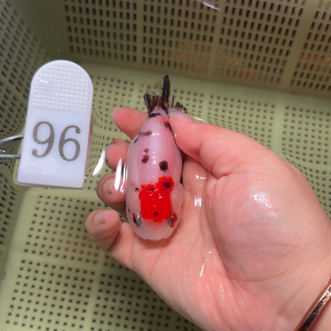 金鱼运费到付，或者拍包装包邮