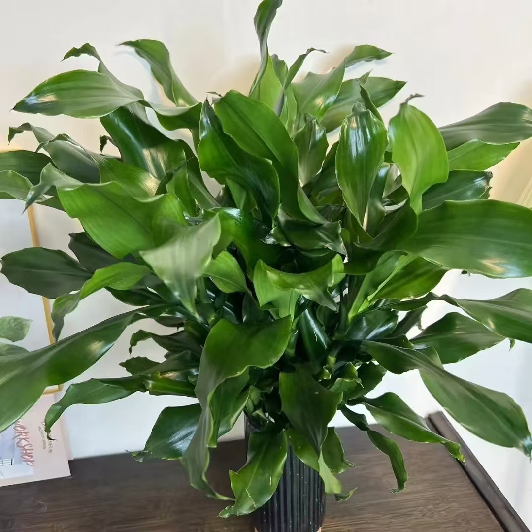 【不带瓶】水培螺纹铁植物盆栽室内外客厅阳台四季常青好养绿植
