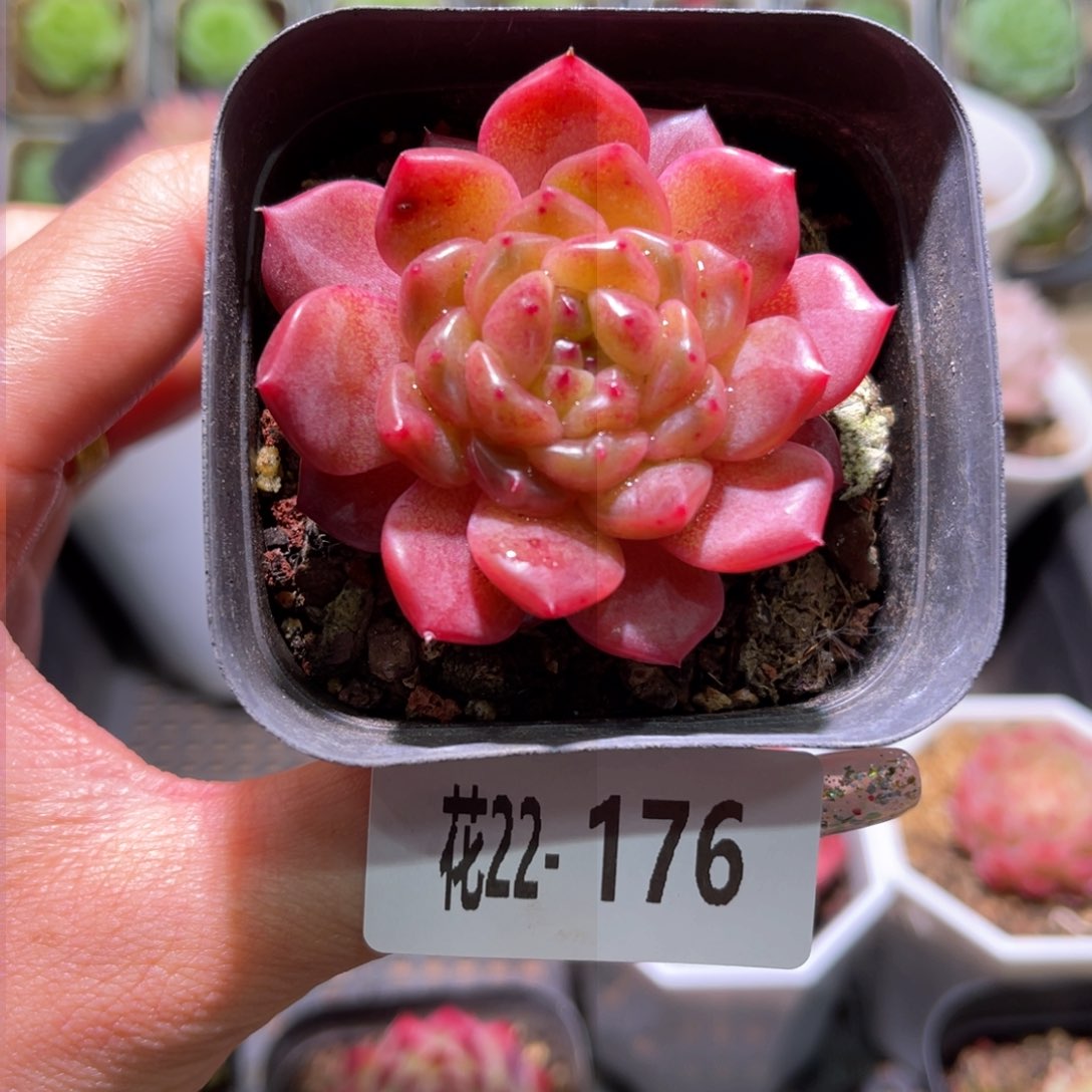 花利美22-176灵翠