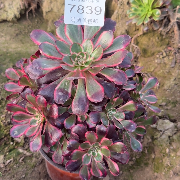 7839丽娜多肉植物