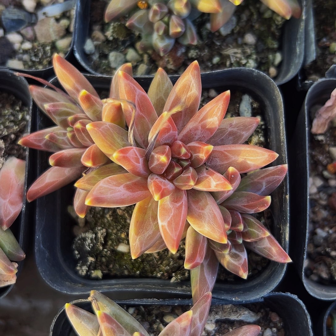 桔云多肉美人精品系列