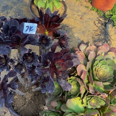 圆叶黑万圣节多肉植物缺水了74多肉