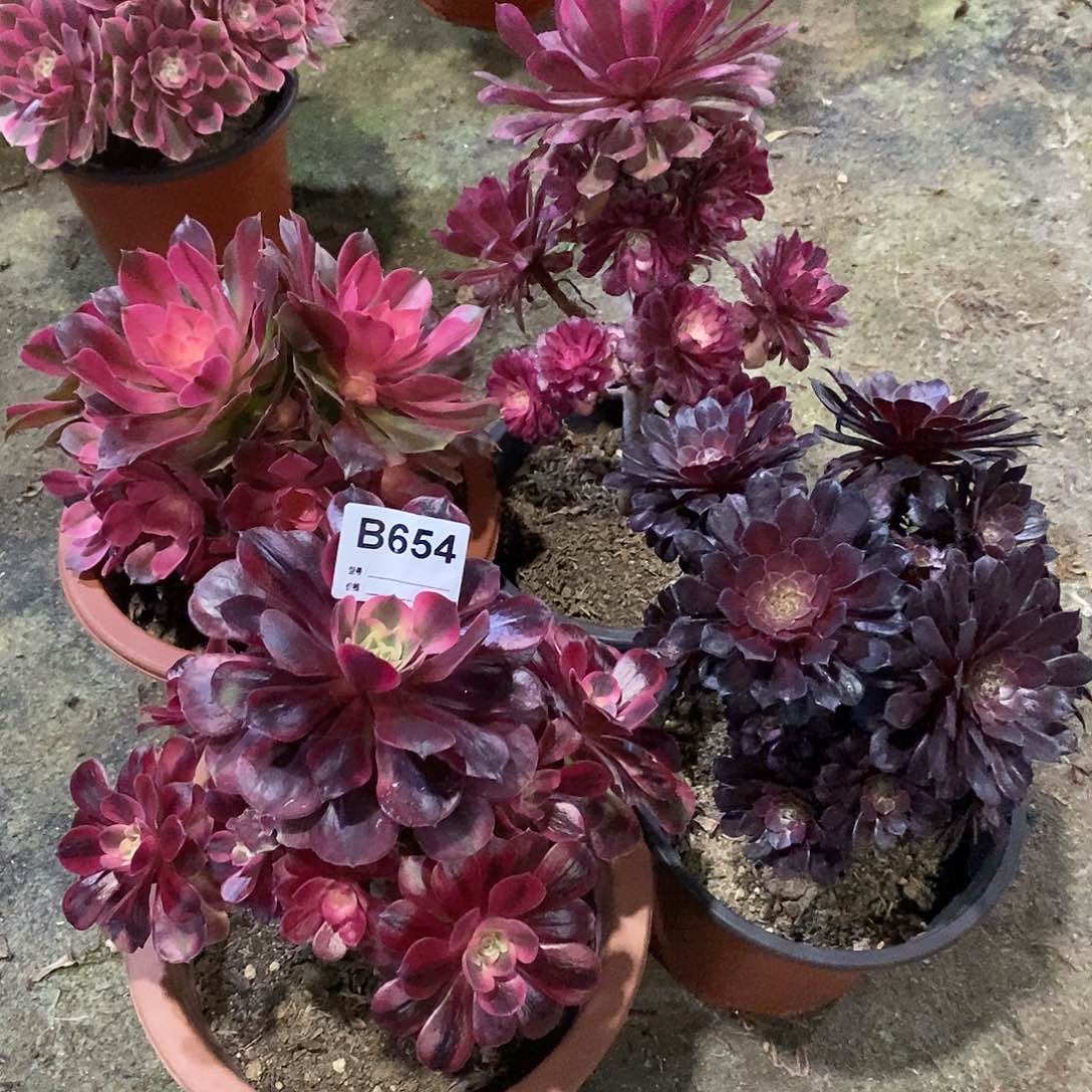 四颗多肉植物654