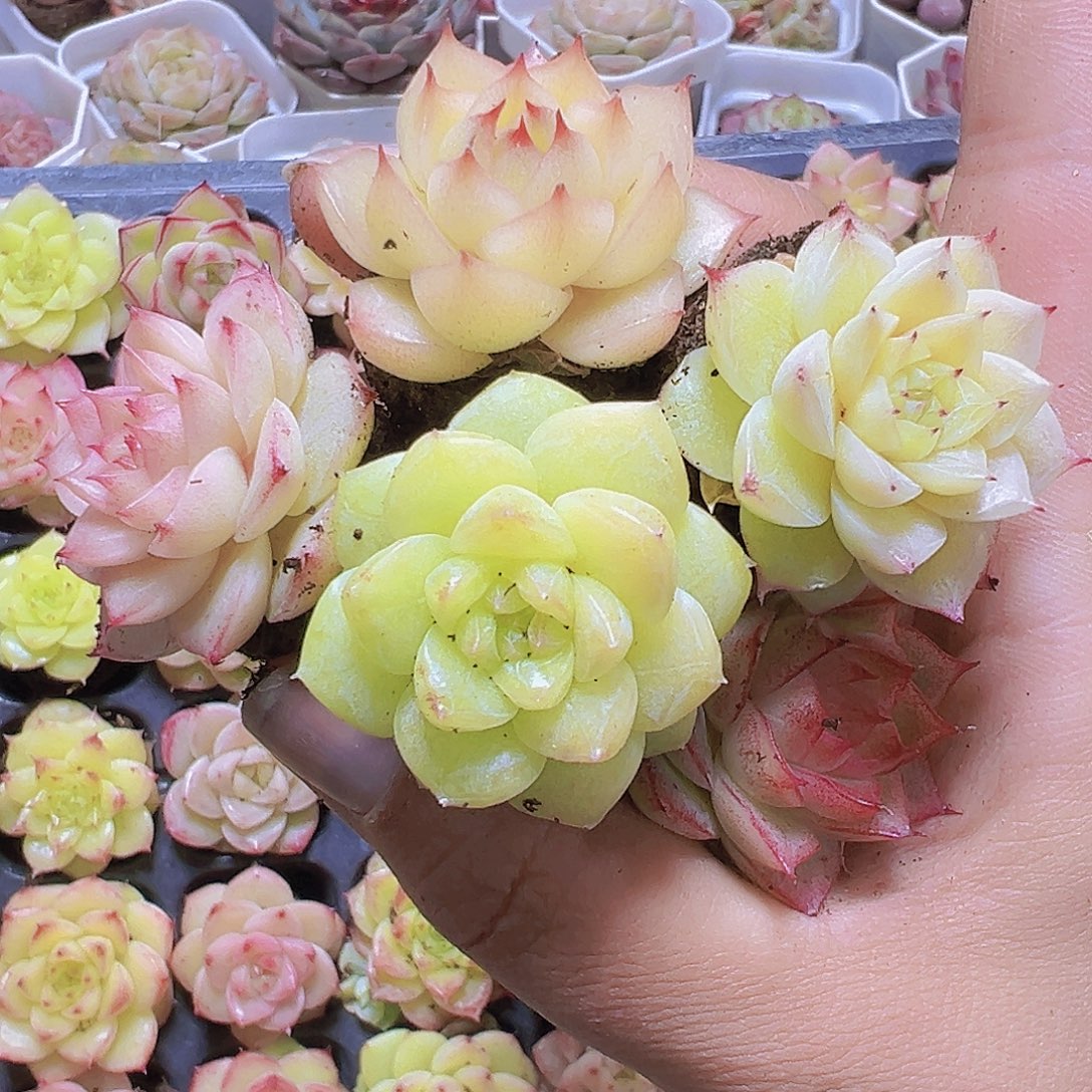 三代精品冰麦秆11个19包邮