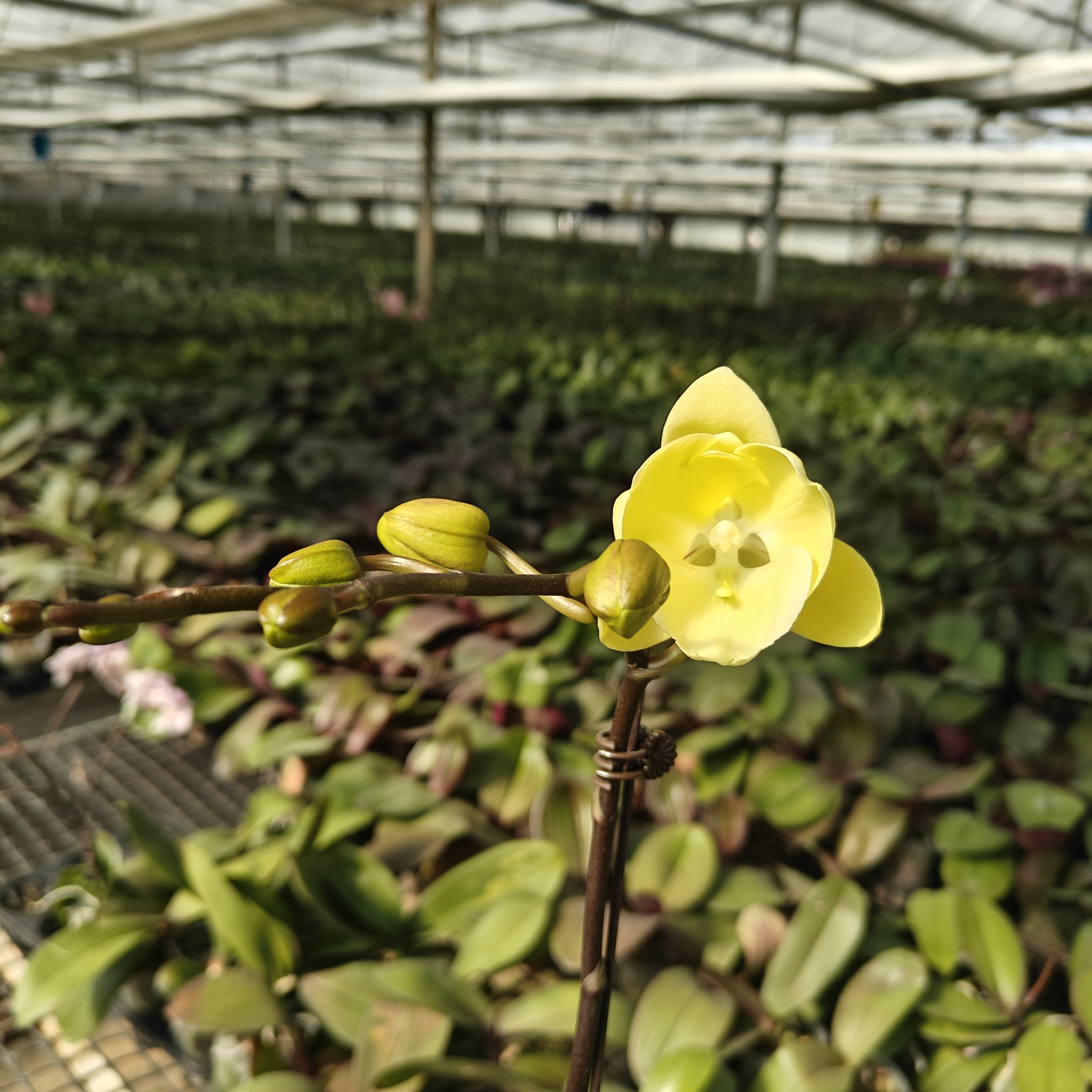 【蝴蝶兰-星月】-3寸杯开花株蝴蝶兰绿植花卉盆栽美观